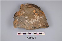 藏品(植物化石)的圖片